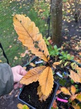 Sweet chestnut tree saplings 