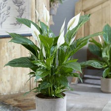 Peace Lily Large Plant 40cm Tall in pot. Air purifying, Delivered to your door