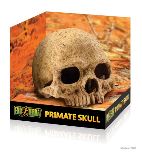 Exo terra primate - primate, skull