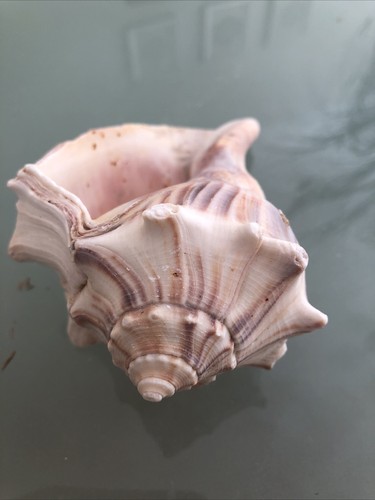 Large 14cm right - , handed