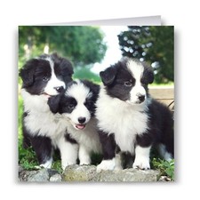 Border Collie Puppies Greeting Card - Dog