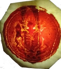 1895 LARGE WILL PROBATE VELLUM