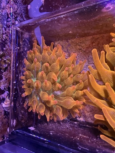 Wwc world wide - wide, corals