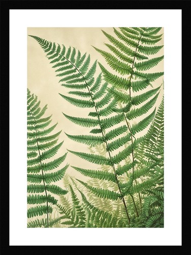 Elegant fern fronds - elegant,
