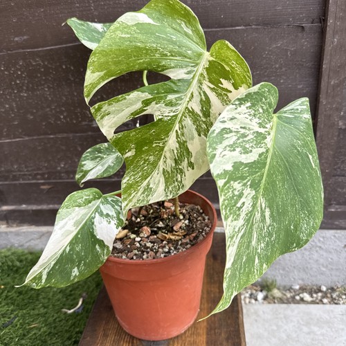 Monstera deliciosa albo - monstera,