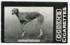 GREYHOUND OGDENS TAB circa 1902 DOG CIGARETTE CARD D SERIES