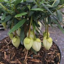 T&M Crinodendron Alf Robbins Half-hardy Perennial Sun Loving Garden 1x 9cm Pot