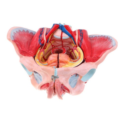 Female pelvis model with - 1:1,