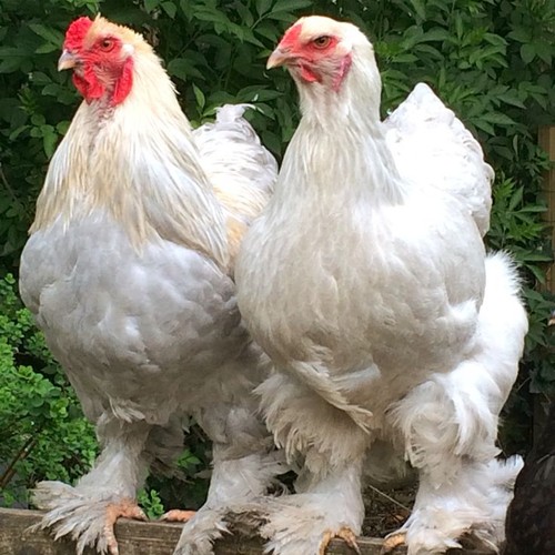 Farm fresh hatching - 6,