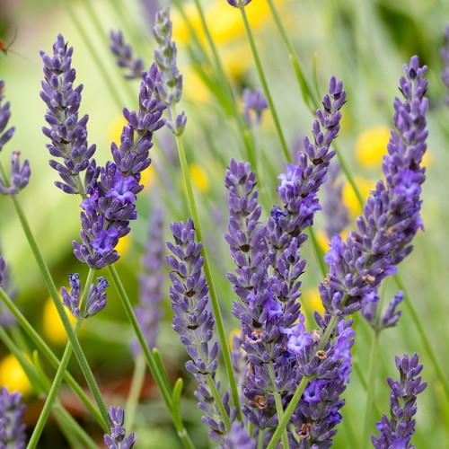 Lavender grosso hardy - lavender,