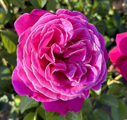 Beryl fragrant pink hybrid - beryl,