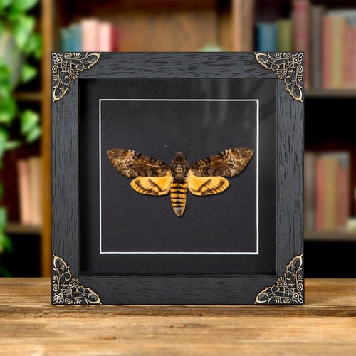 Death head hawk moth - death's,
