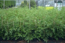 [x20] 90-120CMS Green Leylandii | Hedging Conifer | Evergreen | 2ltr Pot | 3-4ft