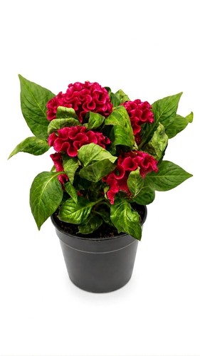 Indoor celosia twist mix plant - celosia,