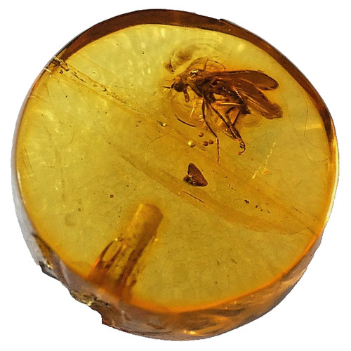 Genuine baltic amber - amber, with