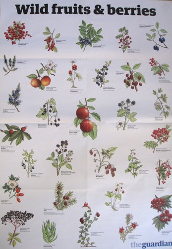 The guardian wall chart - guardian,