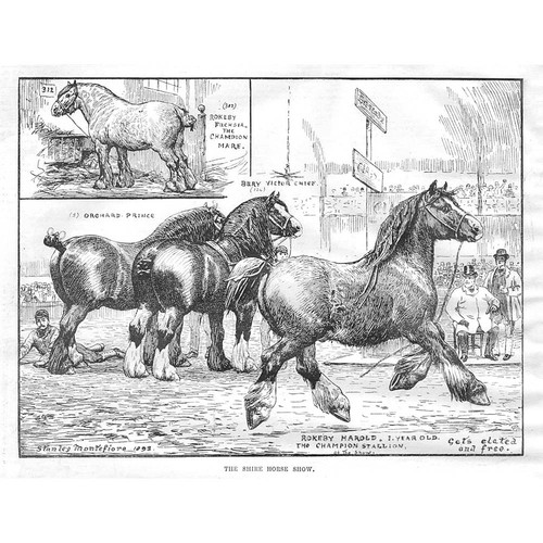 The shire horse - shire,