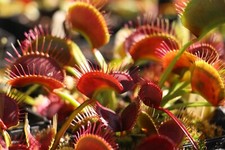 Venus Fly Trap Seeds, Dionaea