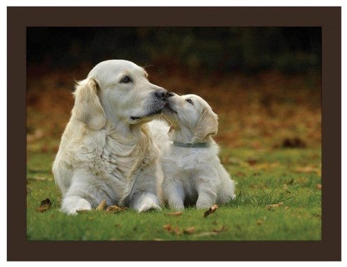 Istyle golden retrievers lap - golden,