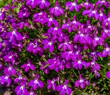 8000x Lobelia Rosamund Seeds -