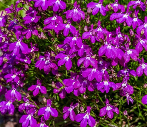 8000x lobelia rosamund - lobelia, seeds