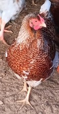 6+ Splash And Blue Laced Red