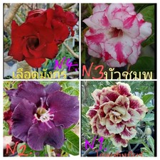5X Desert Rose seeds Adenium Obesum  4different Colours Flower Plant Seeds UK