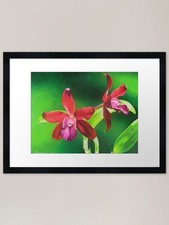 Red cattleya orchid Framed Art