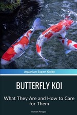 Butterfly Koi: What They Are