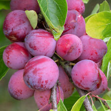Plum Victoria Tree Grow Your Own Plum Fruit Tree for Garden Ready to Plant 4-5ft