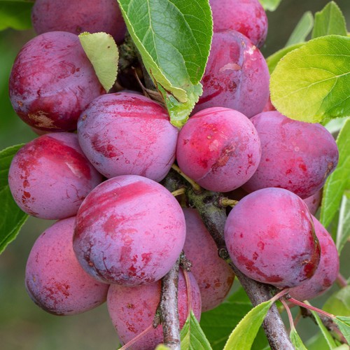 Plum victoria tree - victoria,