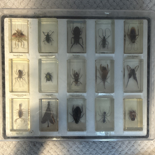Mounted insect arachnid - mounted,