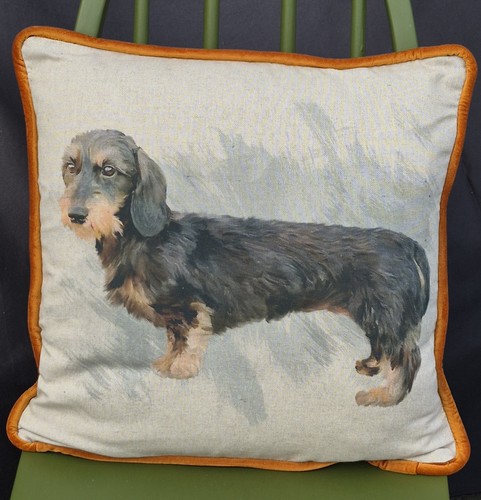 Wire haired dachshund - , velvet