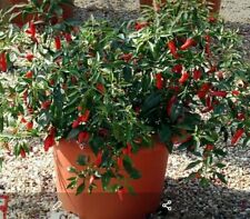 Apache Chili Seeds X 30 Approx