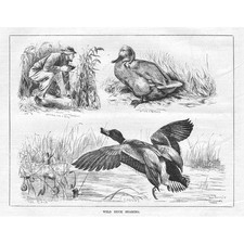 Wild Duck Snaring - Antique Print 1884