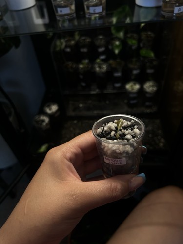 Alocasia cupria juvenile - juvenile, (d)