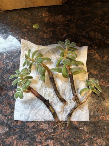 Echeveria pulvinata frosty - pulvinata,
