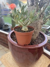 Cactus Cauldiform Plant In 10cm Pot Branching