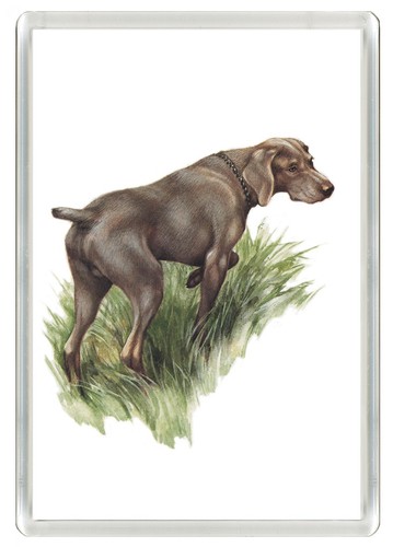 Weimaraner dog fridge magnet - dog,