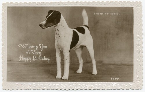 Smooth fox terrier vintage dog - fox,
