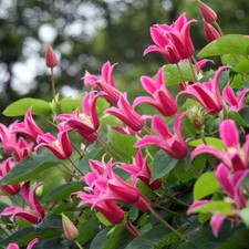 Clematis 'Princess Diana' |
