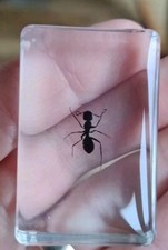 Real ANT Bug Insect Preserved
