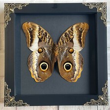 The Banded Giant Owl Butterfly