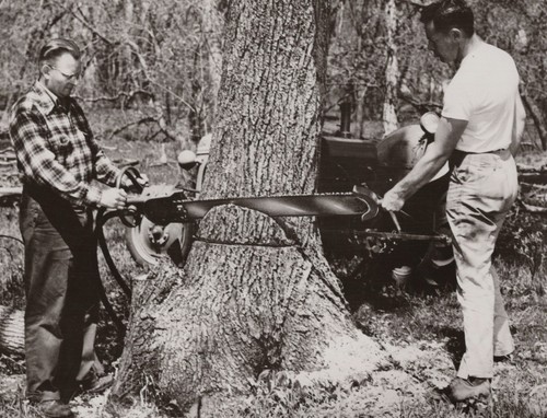1950s 8x10 hydroflow tree - 1950s,