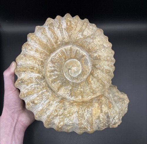 Large mantelliceras ammonite - large,
