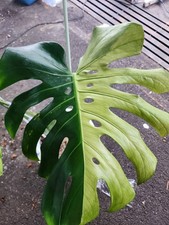 Monstera from seed no id Variegated | rare house plant
