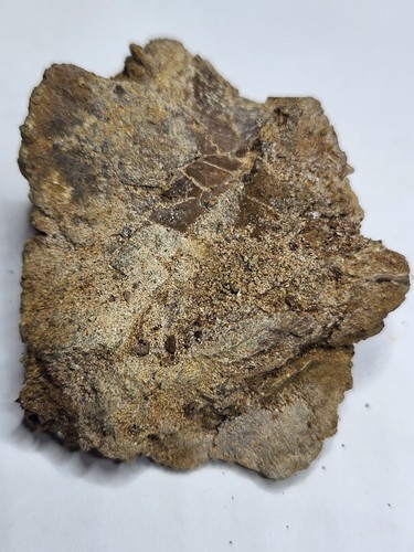 Genuine rex caudal vertebra - genuine, t-rex