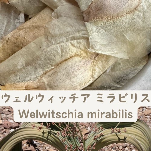 Welwitschia mirabilis fresh - mirabilis,