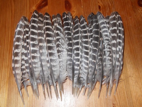 Hen pheasant quill - quill,