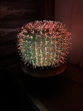 Retro Fibre Optic Colour